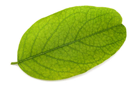Black locust leaf isolated on white background