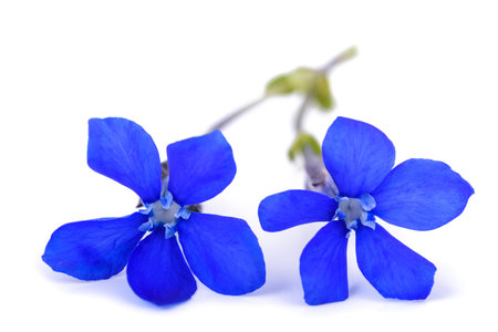 Snow Gentian flowers isolated on white backgroundの写真素材