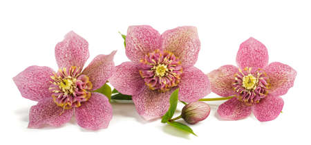 helleborus flowers with bud isolated on whiteの写真素材