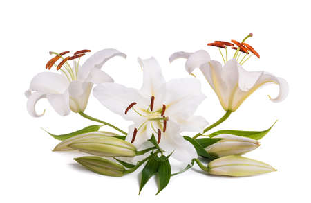 White lily flowers isolated on white backgroundの写真素材