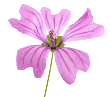 Mallow flower isolated on white backgroundの写真素材