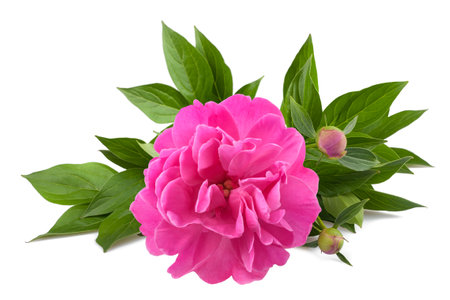 Peony flower isolated on white backgroundの写真素材