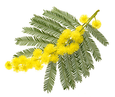 Mimosa (silver wattle) branch isolated on white background.の写真素材
