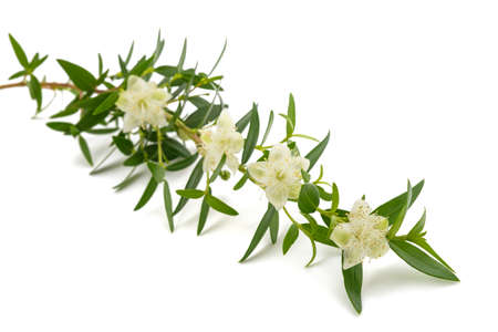 Common myrtle branch with flowers isolated on whiteの写真素材
