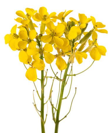 Yellow Wallflowers isolated on white backgroundの写真素材