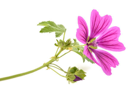 Mallow flower isolated on white backgroundの写真素材