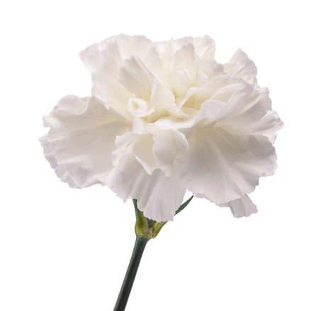 White dianthus isolated on white backgroundの写真素材