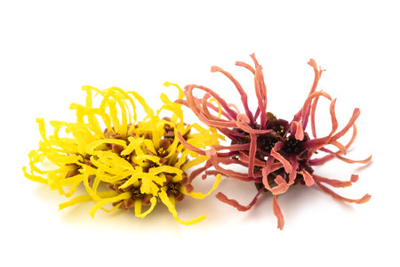 Witch hazel flowers isolated on white backgroundの写真素材
