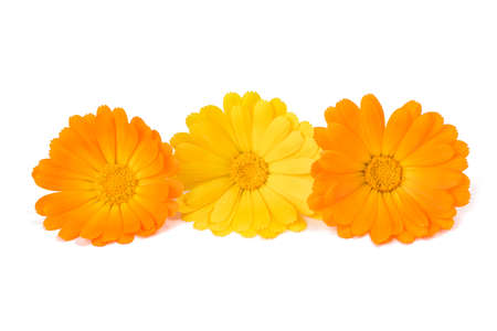Marigold flowers isolated on white backgroundの写真素材