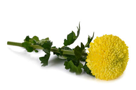 Yellow chrysanthemum flower isolated on white backgroundの写真素材