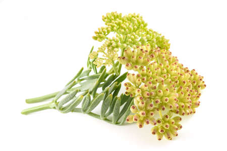 Rock samphire isolated on white backgroundの写真素材