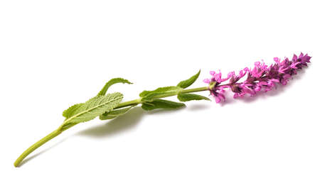 Salvia nemorosa flower isolated on white background