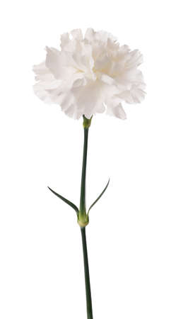 White carnation isolated on white backgroundの写真素材