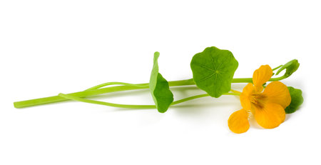 Yellow nasturtium flower isolated on white backgroundの写真素材