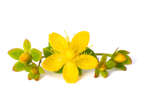 St. John's wort isolated on white backgroundの写真素材