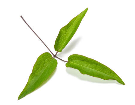 Clematis branch with leaves isolated on white backgroundの写真素材
