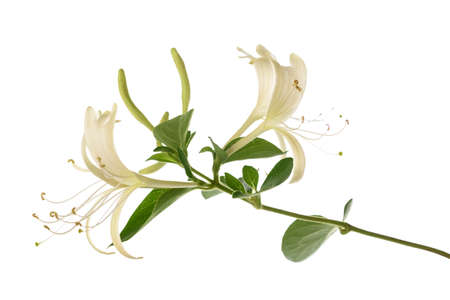 Honeysuckle flowers isolated on white backgroundの写真素材