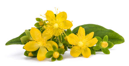 St. John's wort isolated on white backgroundの写真素材