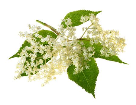 Elderberry branch with flowers on a white backgroundの写真素材