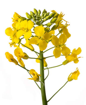 Yellow Wallflowers isolated on white backgroundの写真素材
