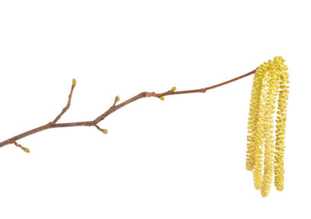 Hazelnut catkins isolated on white backgroundの写真素材