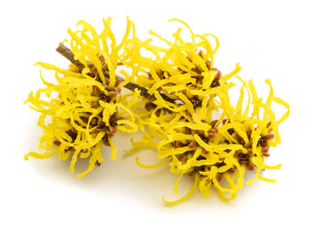 Witch hazel flowers isolated on white backgroundの写真素材