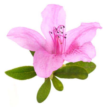 Azalea flower isolated on white backgroundの写真素材