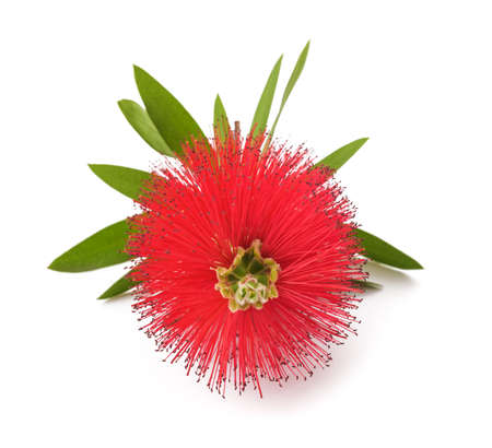 Crimson bottlebrush flowers isolated on white backgroundの写真素材