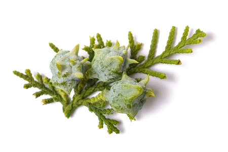 Chinese thuja with cones isolated on whiteの写真素材