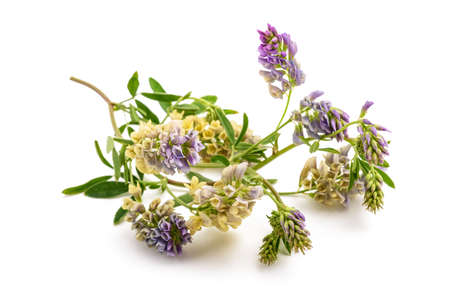 Medicago Sativa plant isolated on white backgroundの写真素材