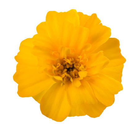 Yellow marigold flower isolated on white backgroundの写真素材