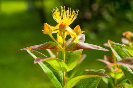 st. john's wort (Hypericum) flowers and budsの写真素材