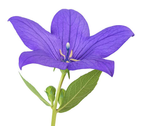 Balloon flower isolated on white backgroundの写真素材