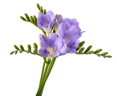 Fresh freesia flower isolated on white background.の写真素材