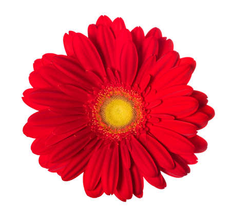 Red Gerbera flower isolated on white backgroundの写真素材