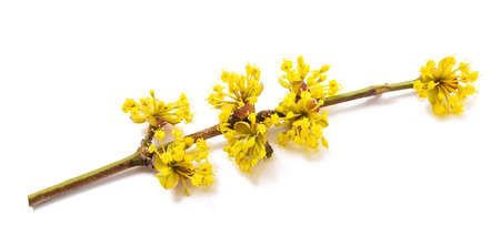 Dogwood flowers isolated on white backgroundの写真素材