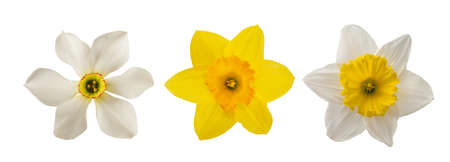 Yellow and white Daffodils flowers isolated on white backgroundの写真素材