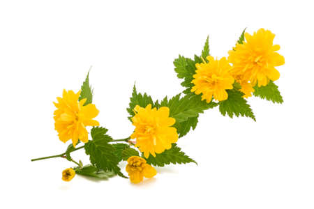 Kerria (Kerria japonica) isolated on white backgroundの写真素材