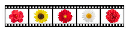 Film streep with flowers isolated on whiteの写真素材