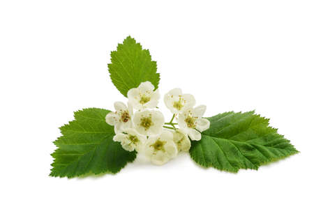 Broad-leaved Whitebeam isolated on white backgroundの写真素材
