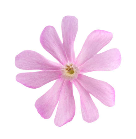 Red campion flower head isolated on whiteの写真素材