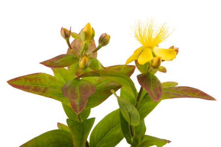 St. John's wort isolated on white backgroundの写真素材