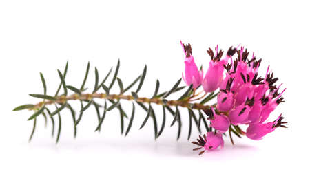 Purple heather flowers isolated on white backgroundの写真素材