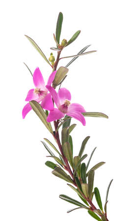 Pink waxflower sprig isolated on white backgroundの写真素材