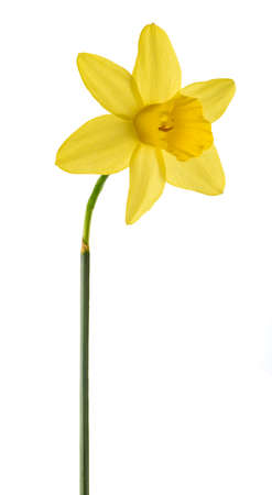 Yellow Daffodil flower isolated on white backgroundの写真素材