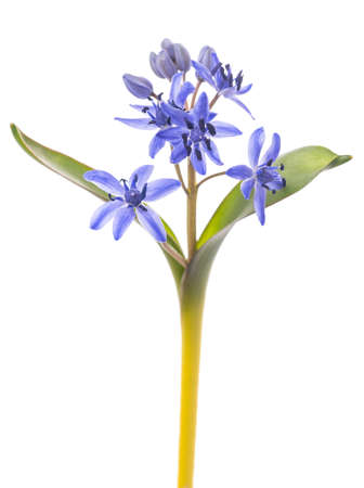 Two-leaf squill isolated on white backgroundの写真素材