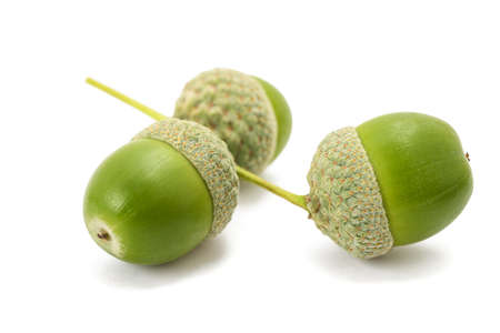 Common oak acorns isolated on white backgroundの写真素材