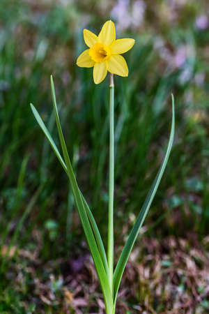 Yellow Daffodil flower on a blurred backgroundの写真素材