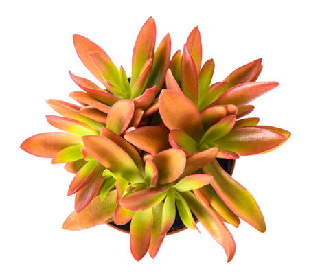 Crassula capitella plant isolated on white backgroundの写真素材