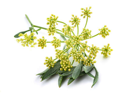 Rock samphire isolated on white backgroundの写真素材